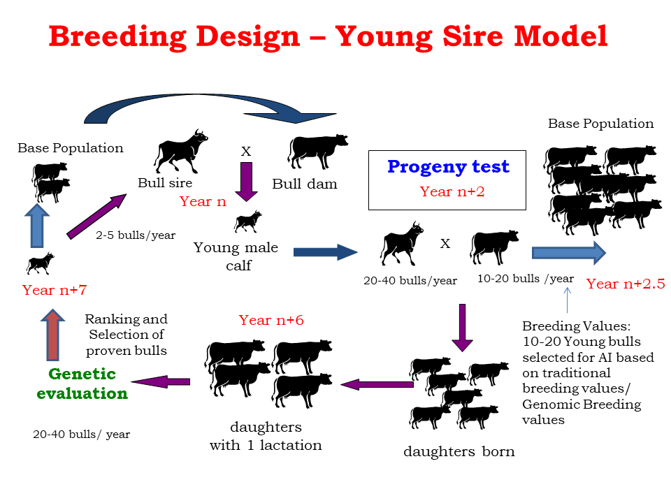 Breeding Programme